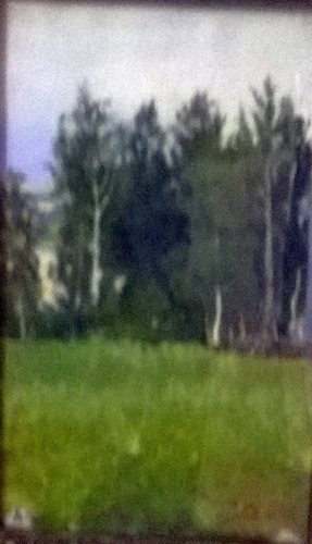 Вид на дубовый гай 1896.